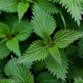 Extrakt z kořene kopřivy